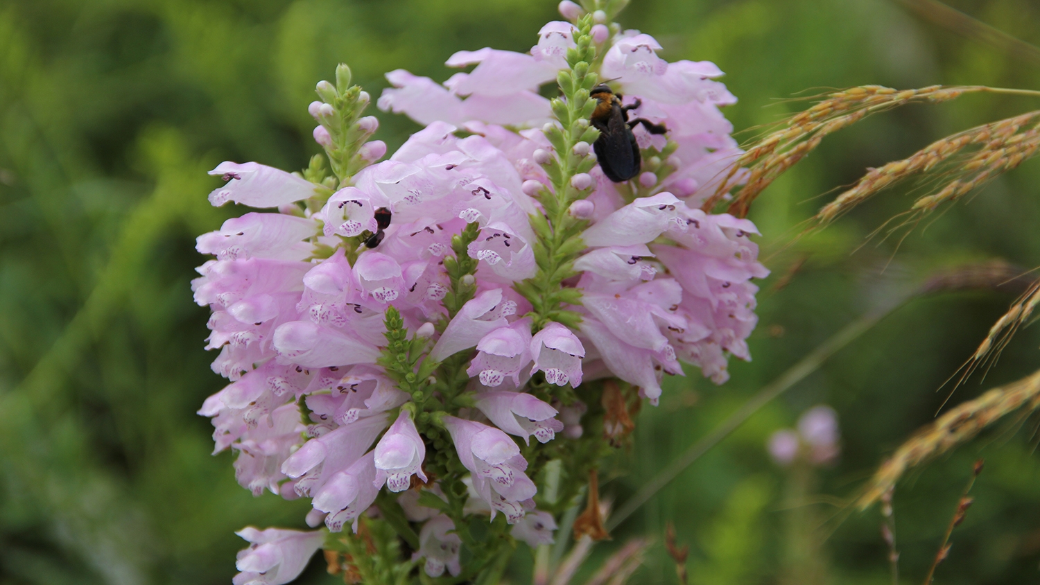 obedience plant (Physostegia virginiana)