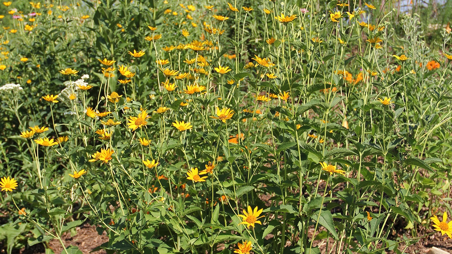 ox-eye sunflower (Heliopsis helianthoides)