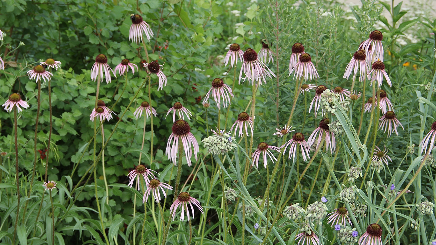 pale coneflower (Echinacea pallida) flowers