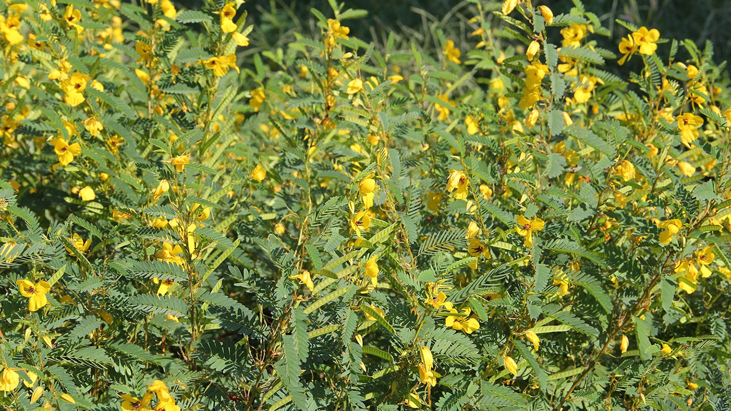 partridge pea (Chamaechrista fasciculata) flower