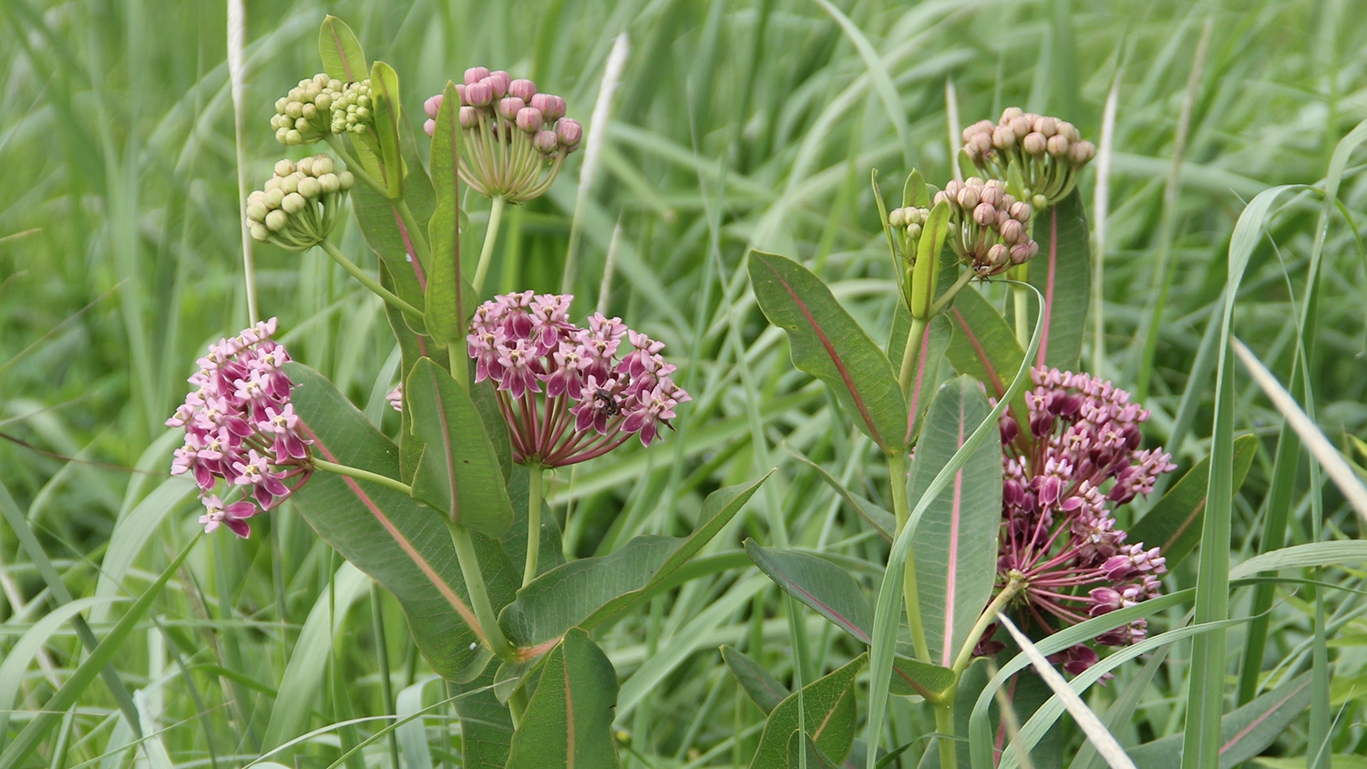 prairie milkweed (Asclepias sullivantii) flowers