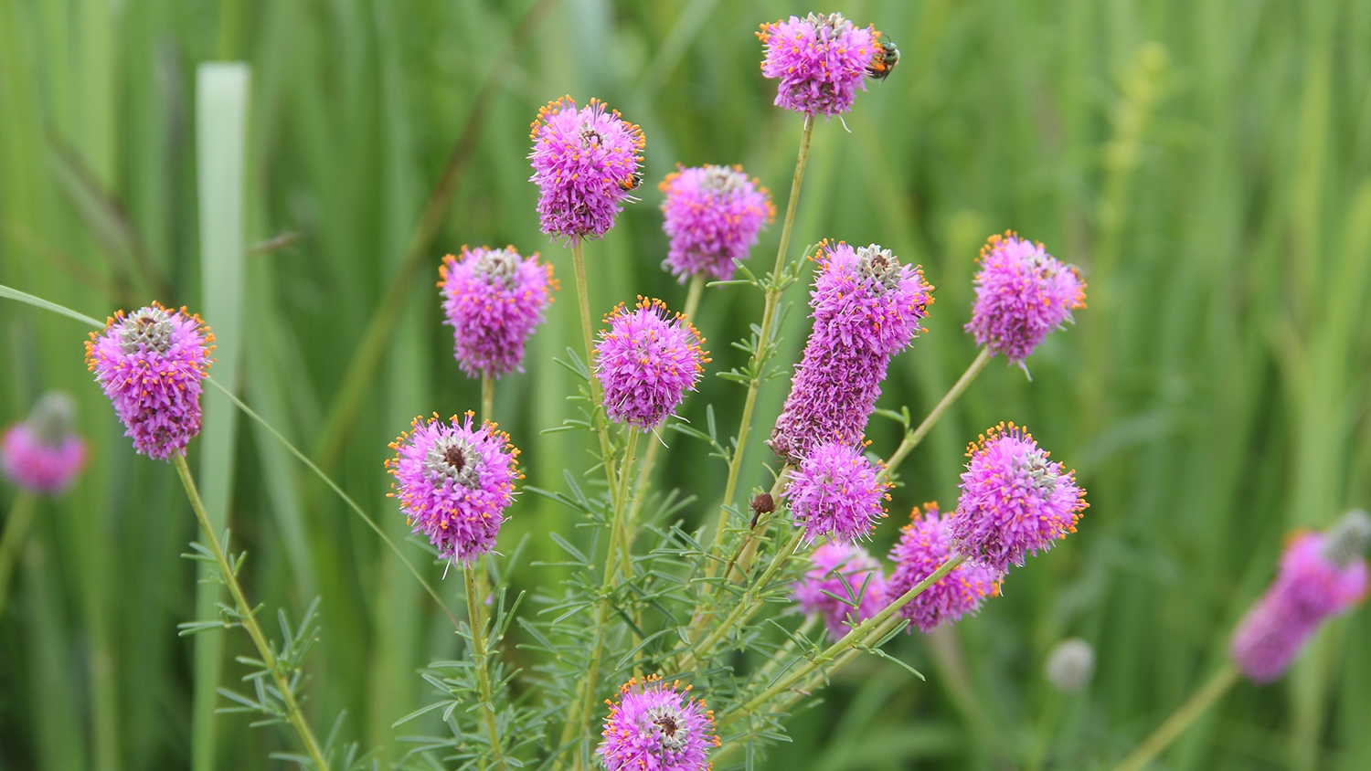 purple prairie clover (Dalea purpurea)