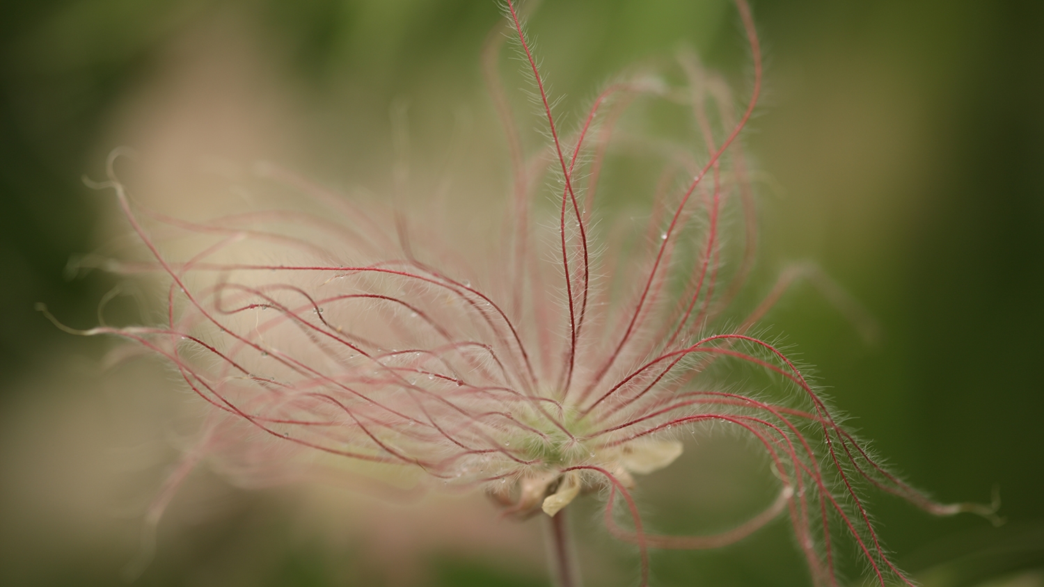 prairie avens (Geum triflorum)