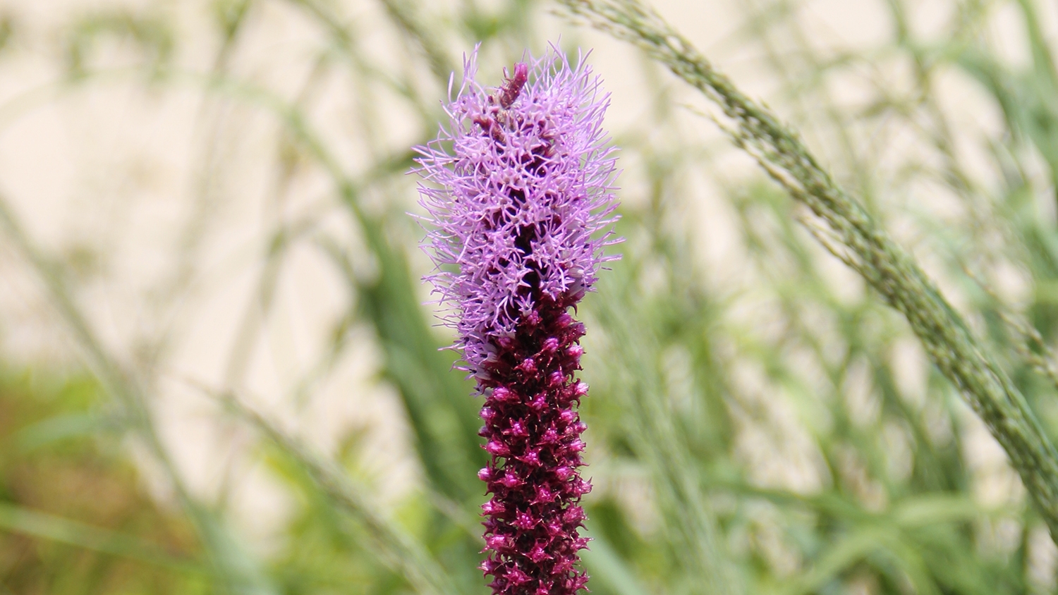 prairie blazing-star (Liatris pycnostachya)