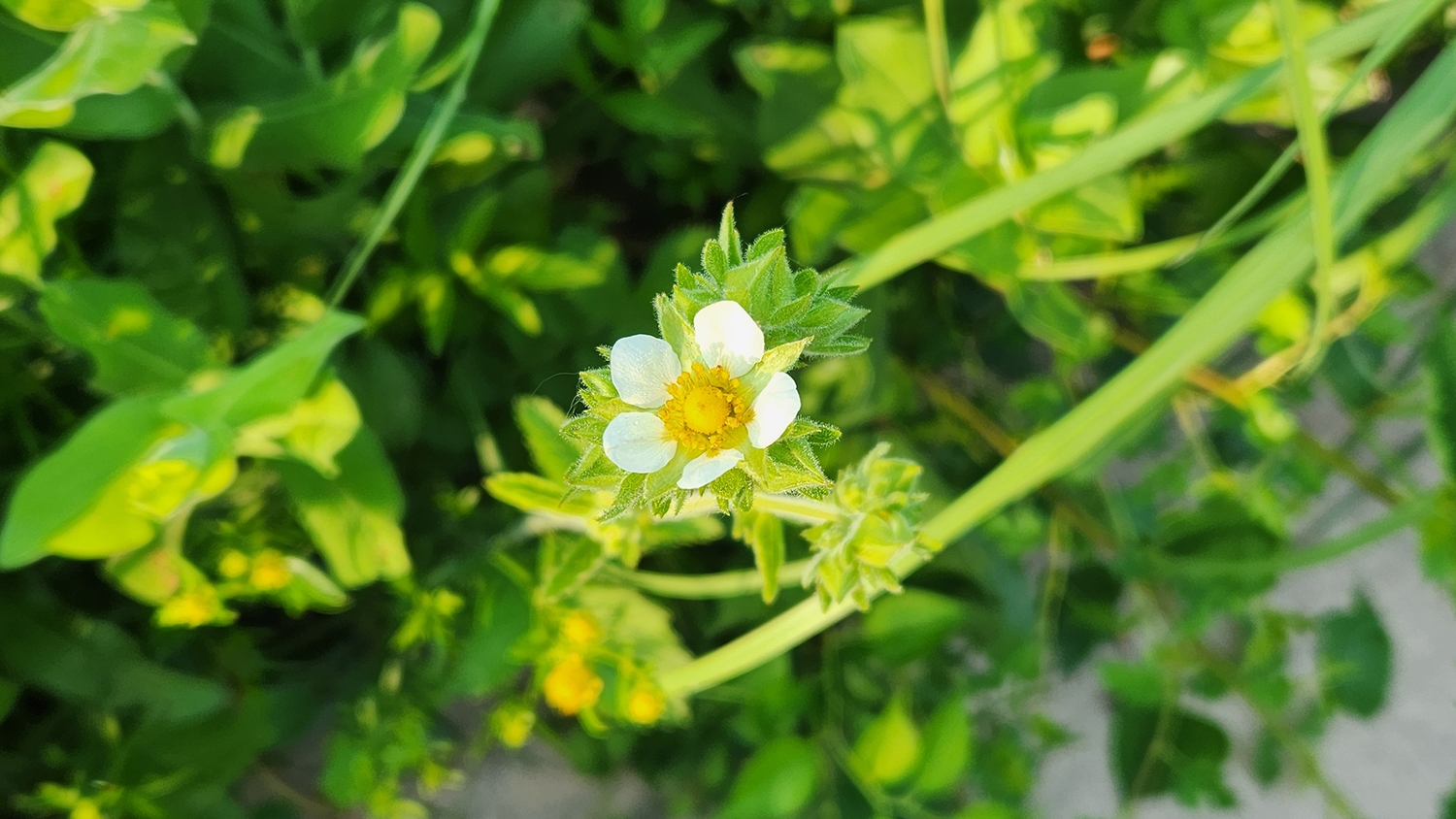 prairie cinquefoil (Drymocallis arguta) flower