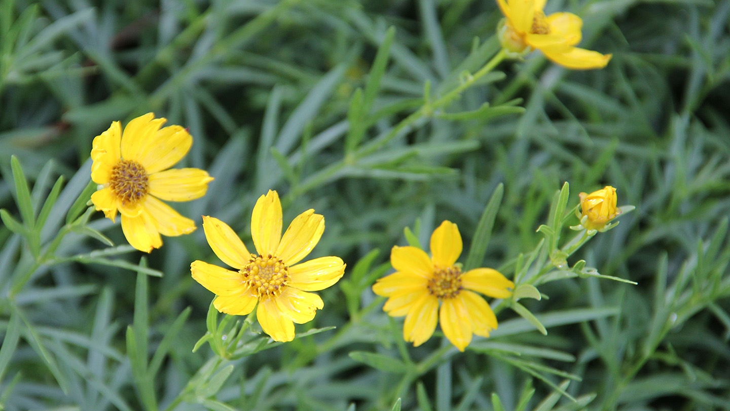 prairie coreopsis (Coreopsis palmata) flowers