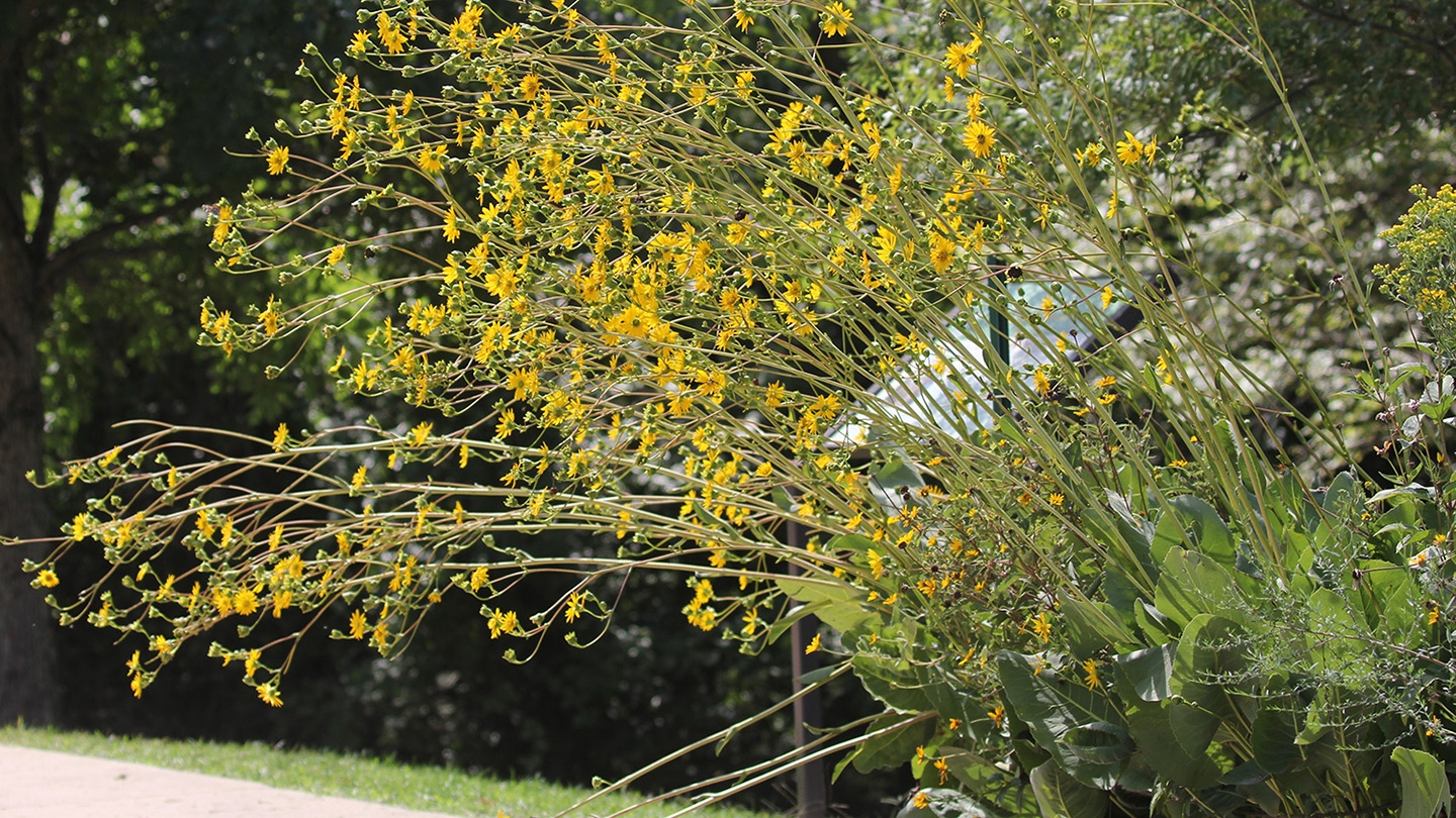 prairie dock (Silphium terebinthinaceum) flowers and plant