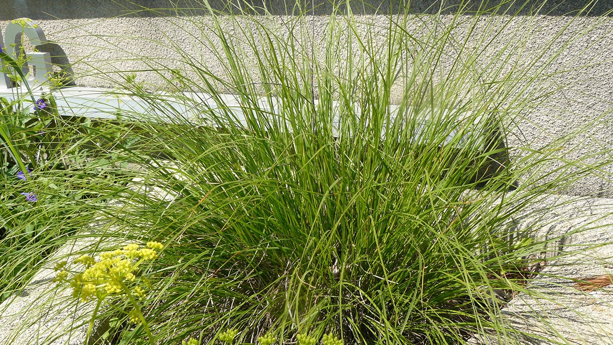 prairie dropseed