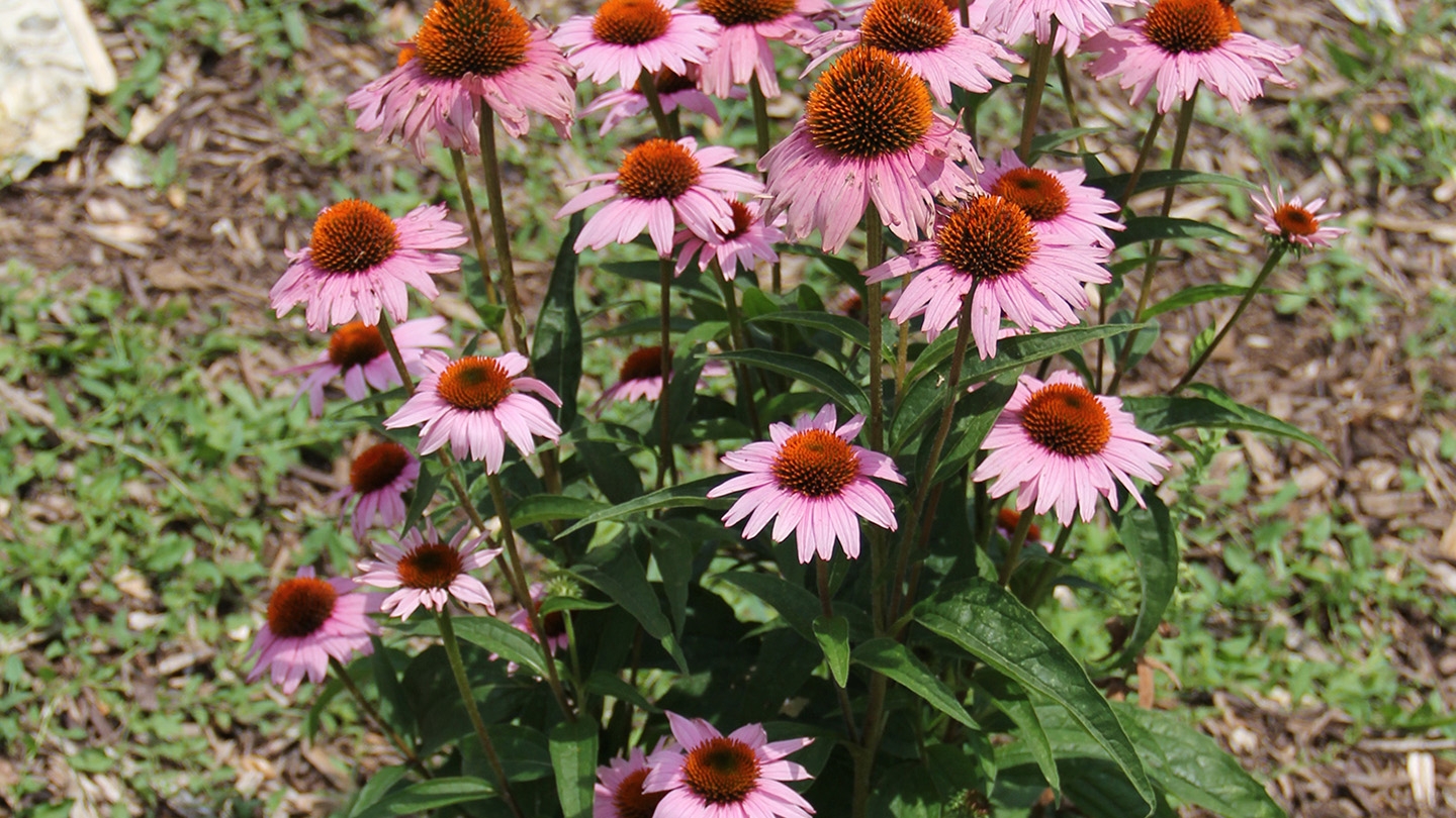 purple coneflower (Echinacea purpurea) flowers