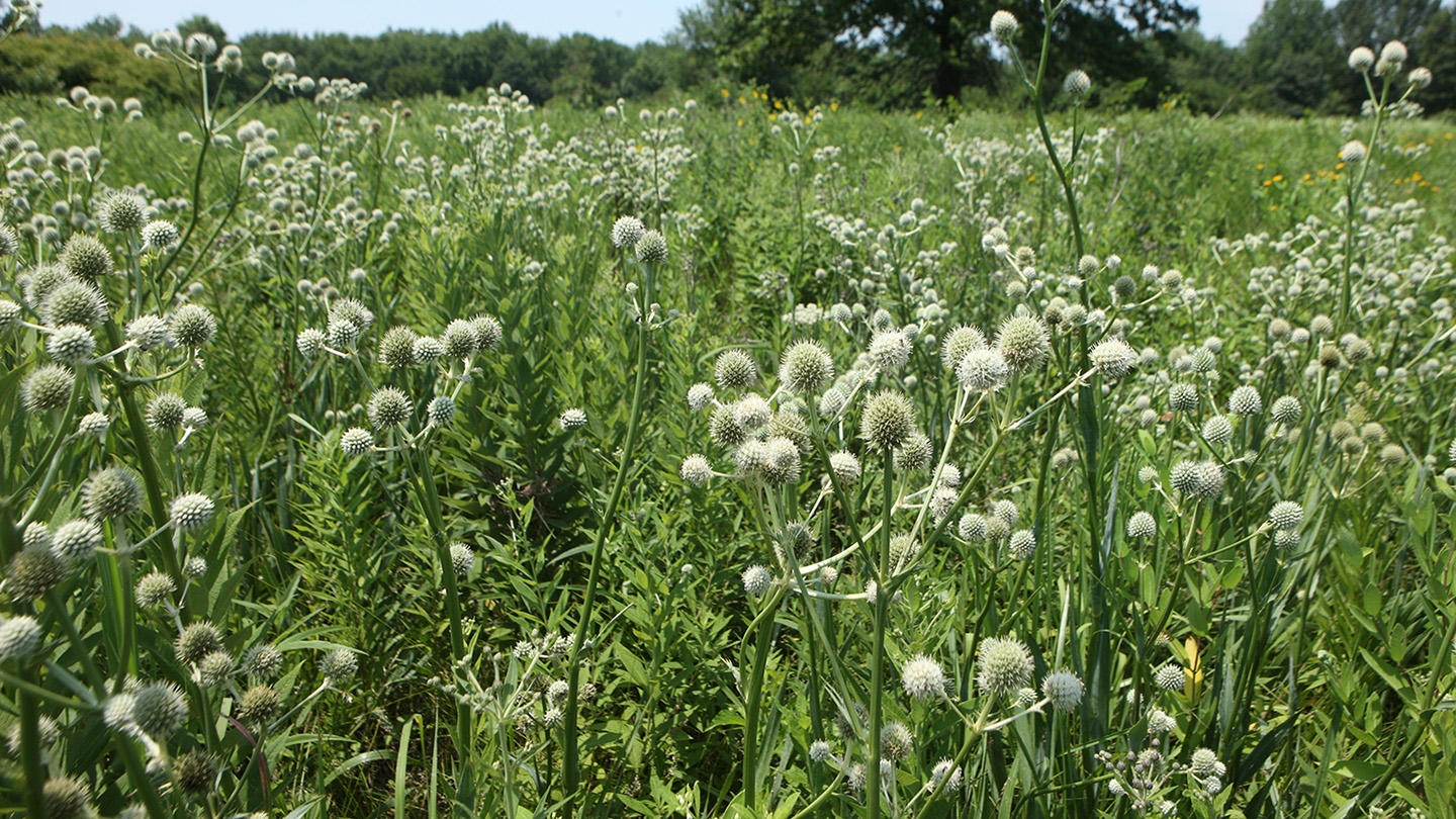 rattlesnake master (Eryngium yuccifolium)