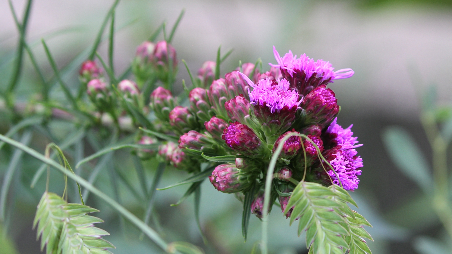 rough blazing-star (Liatris aspera) flowers