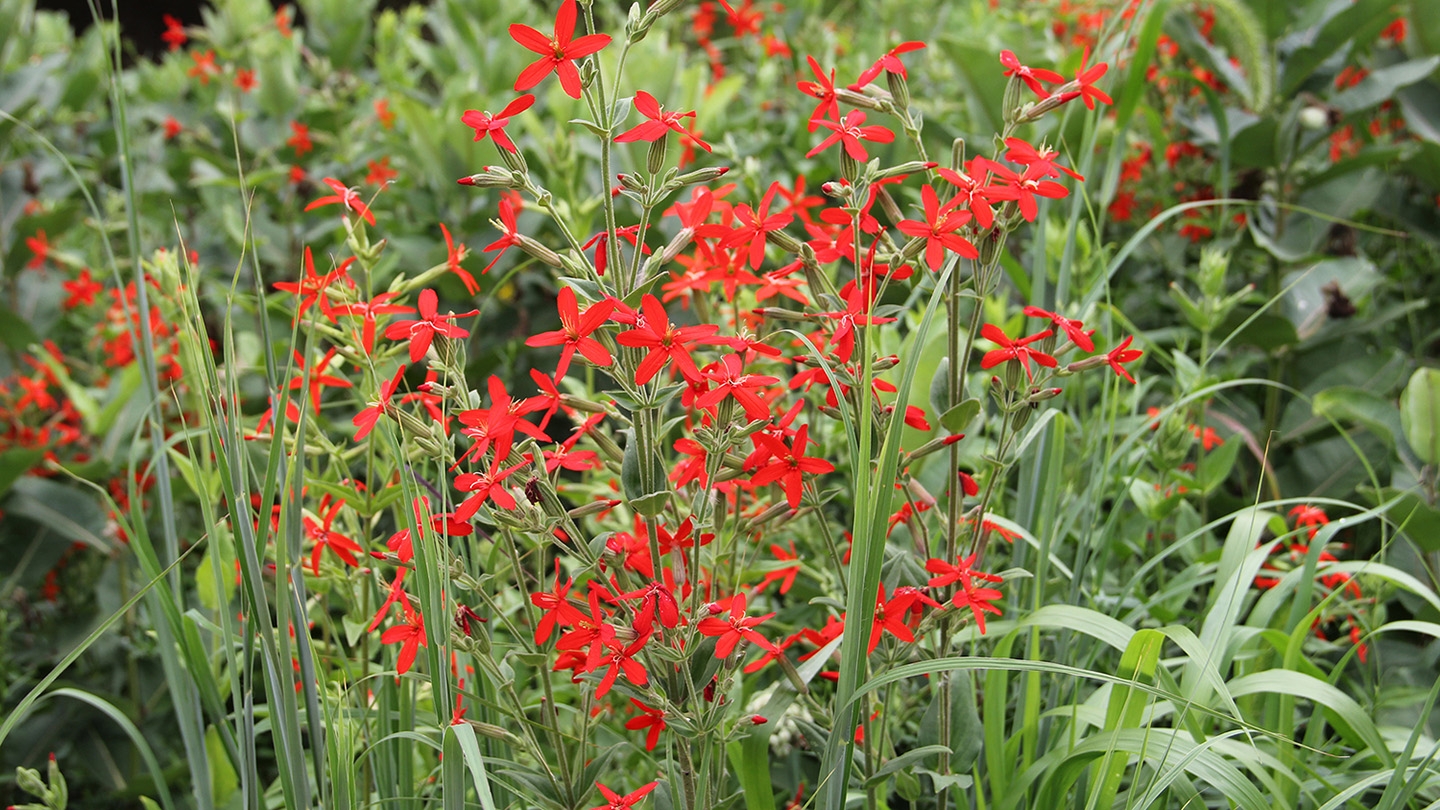 royal catchfly (Silene regia)