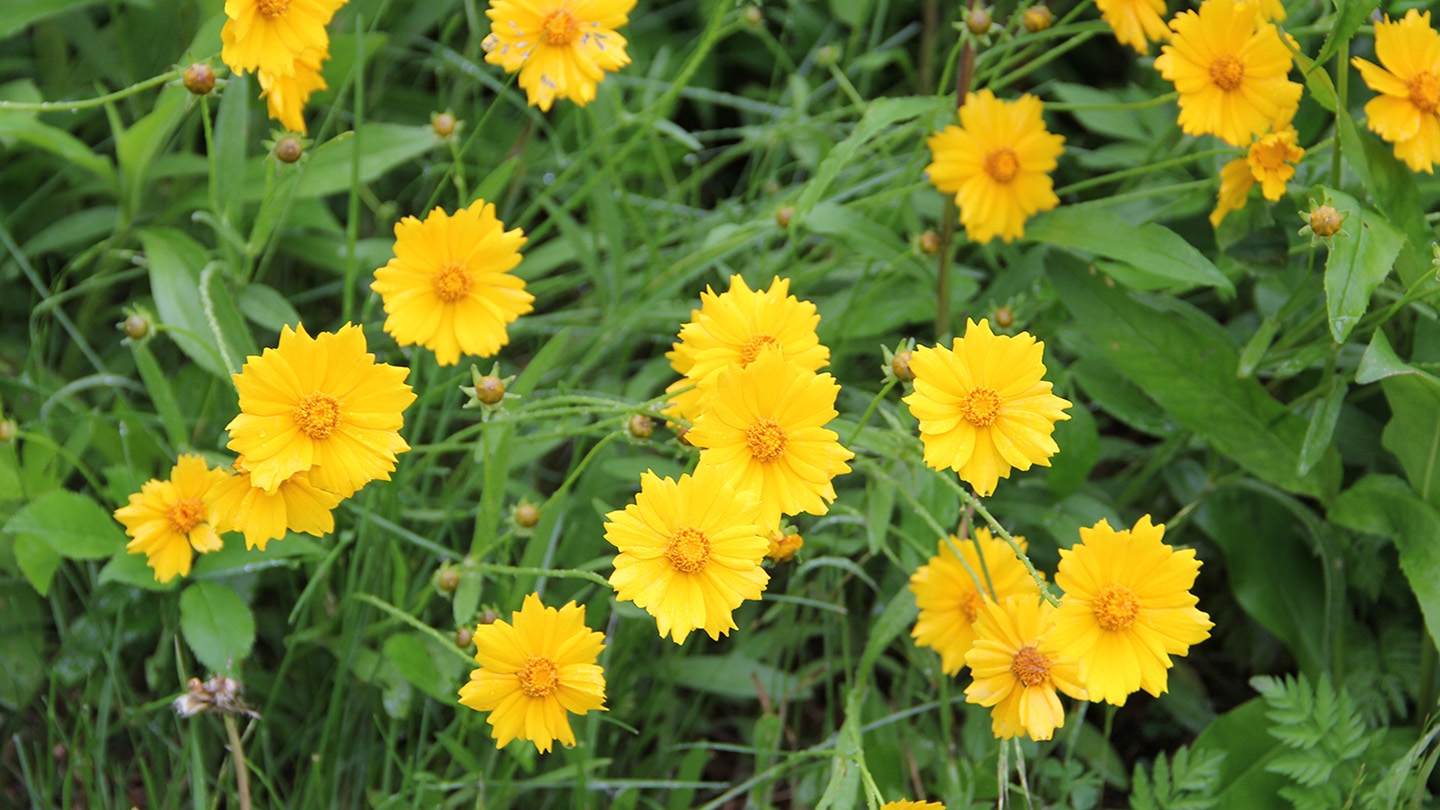 sand coreopsis (Coreopsis lanceolata) flowers