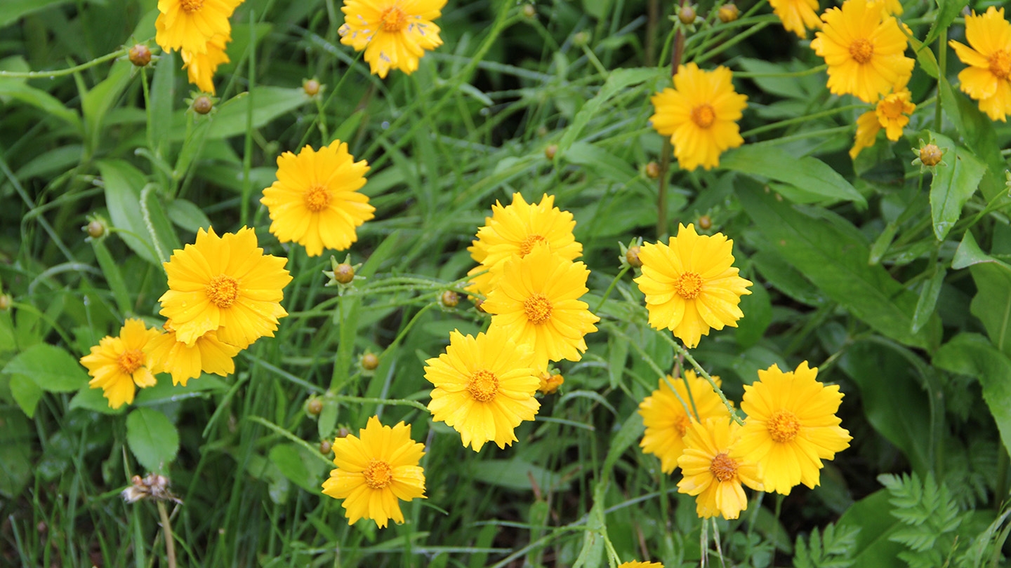 BNSandCoreopsis.jpg