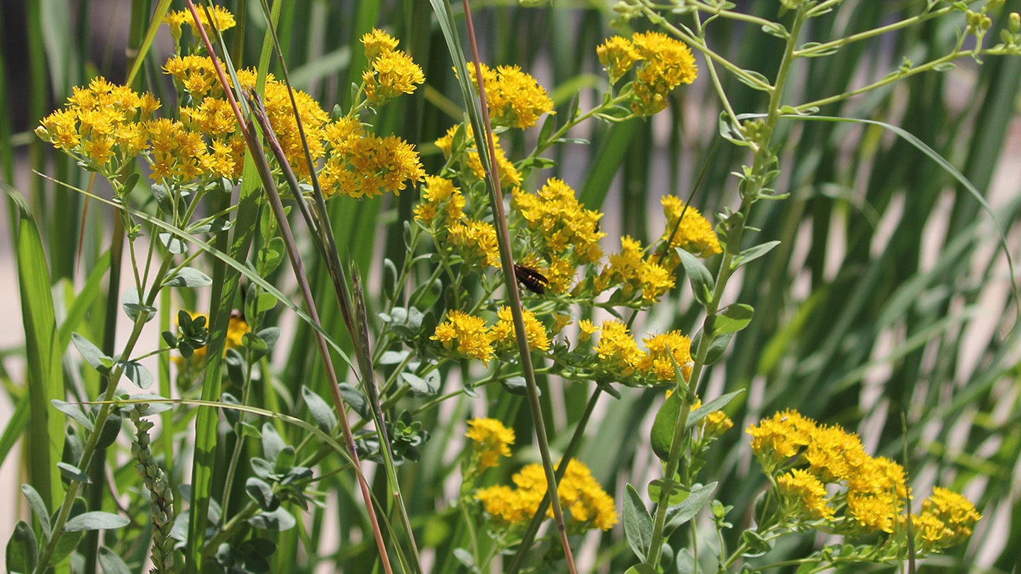 stiff goldenrod (Oligoneuron rigidum) flowers