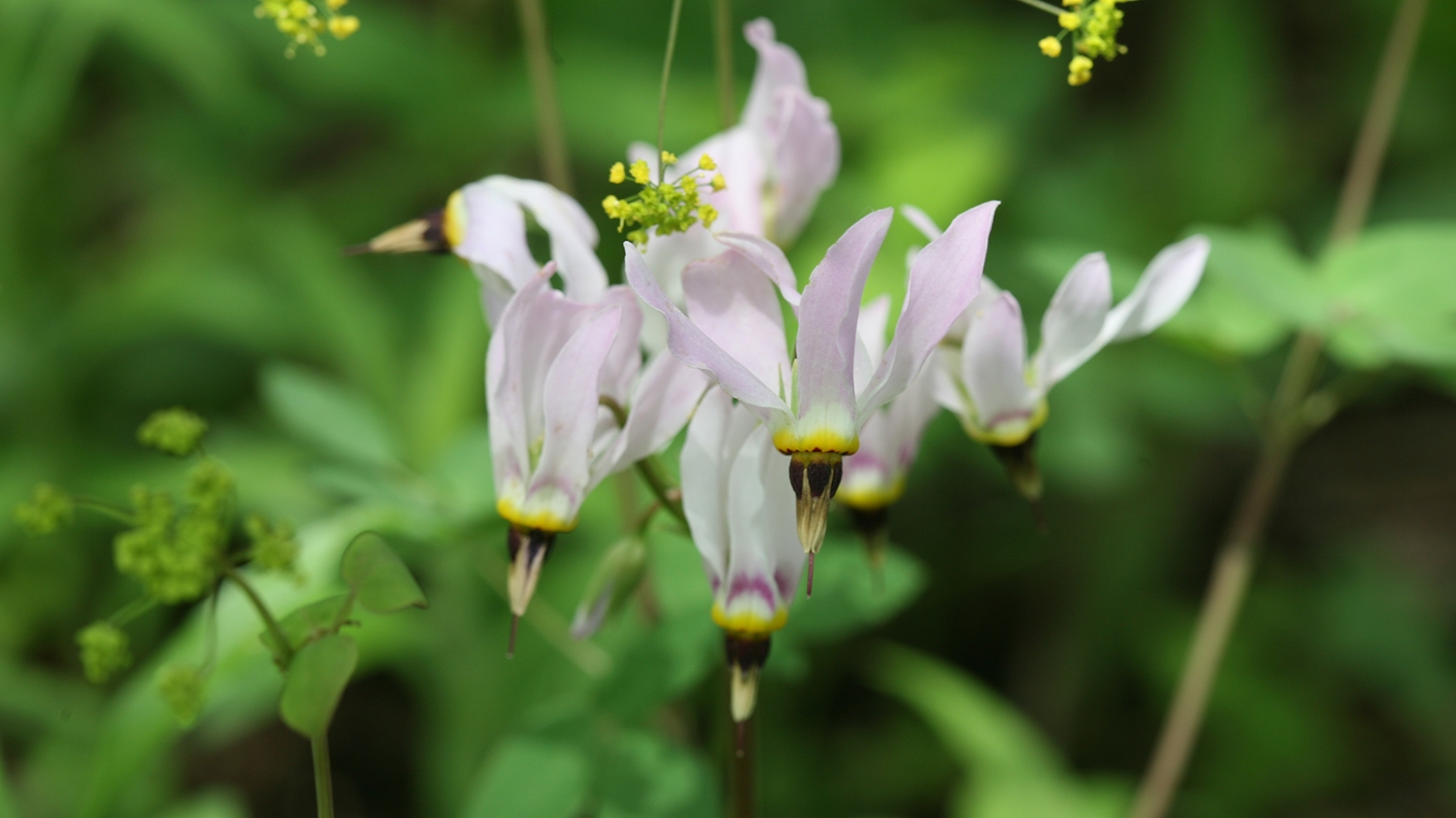 shooting-star (Dodecatheon meadia)  flowers