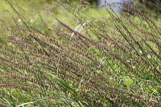 side-oats grama (Bouteloua curtipendula) plant
