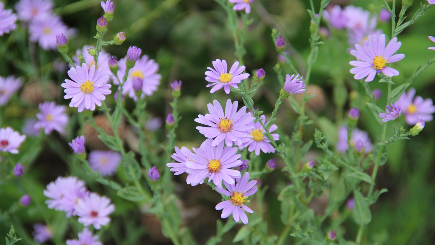 smooth aster (Symphyotrichum laeve) flowers