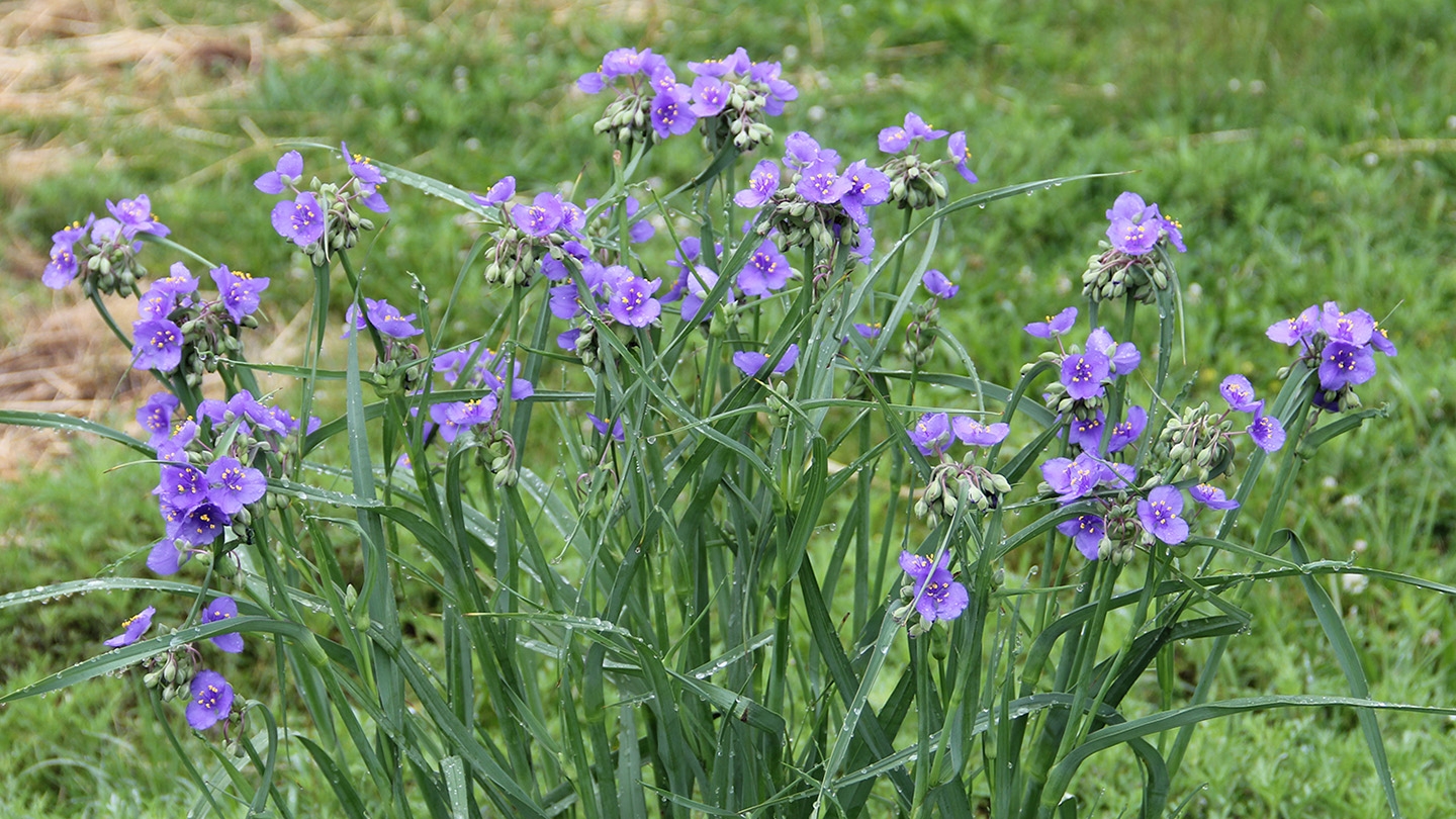 spiderwort (Tradescantia spp.) flowers