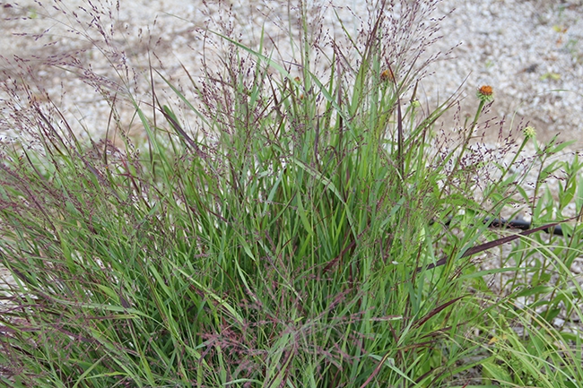 BNSwitchGrass.JPG