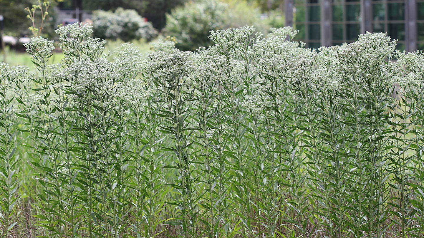 tall boneset (Eupatorium altissimum) Photo © Illinois Department of Natural Resources