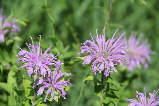 wild bergamot (Monarda fistulosa) flowers