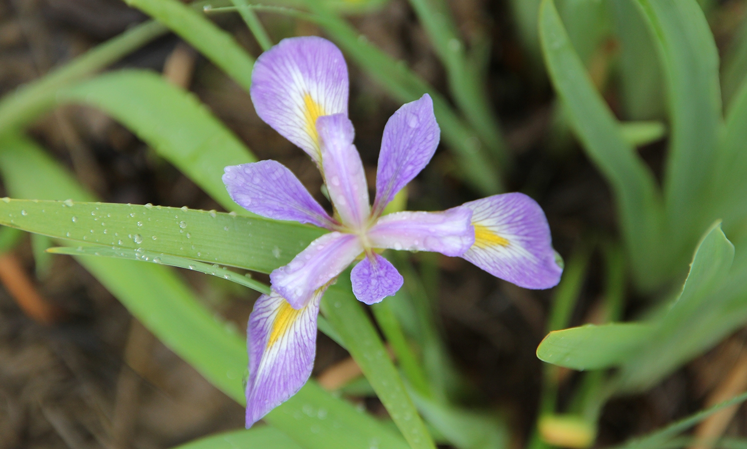 wild blue iris (Iris shrevei) flowers