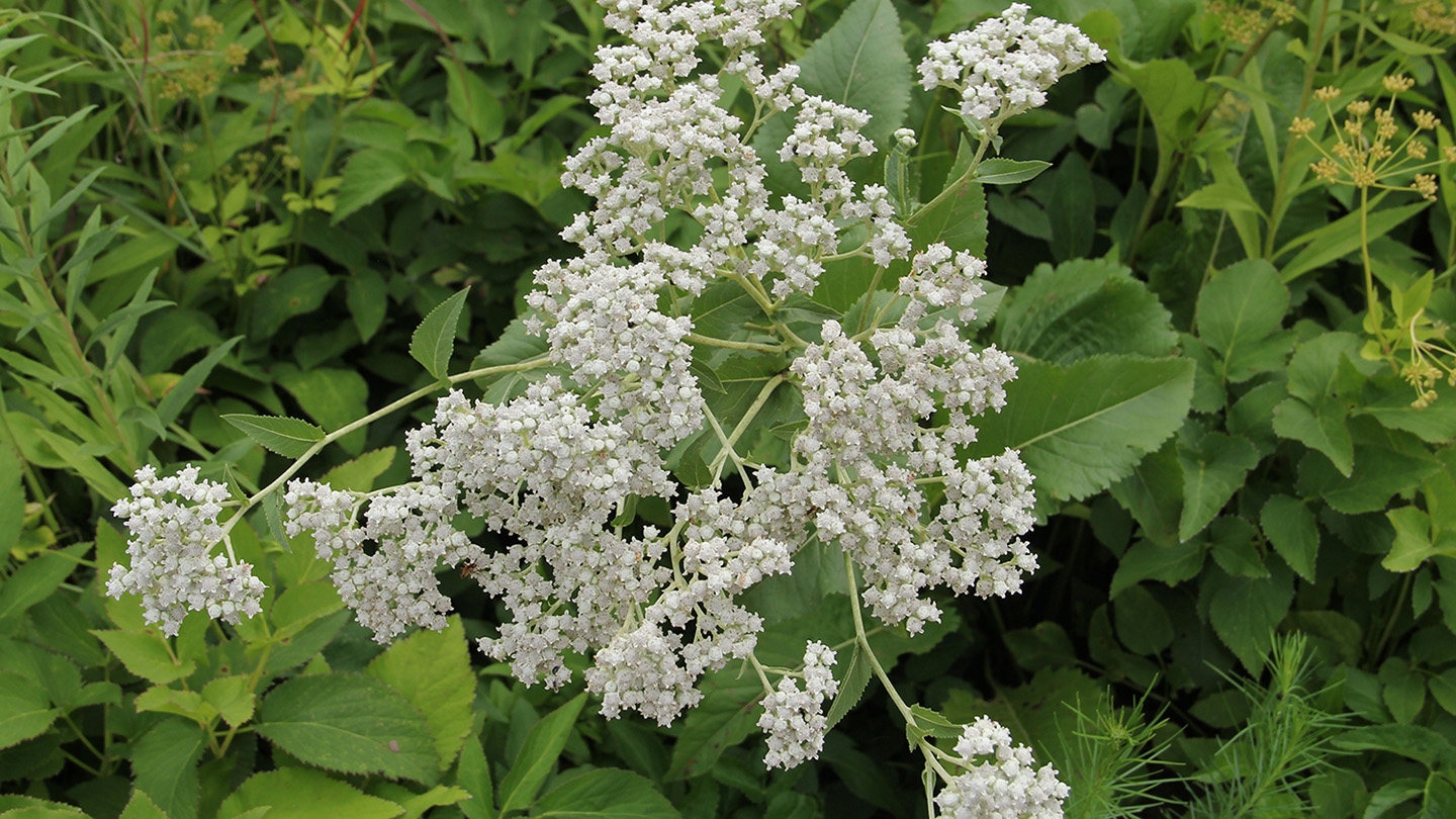 American feverfew (Parthenium integrifolium)