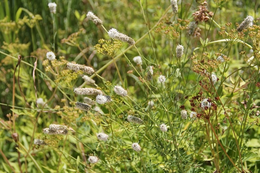 white prairie clover (Dalea candida) flowers