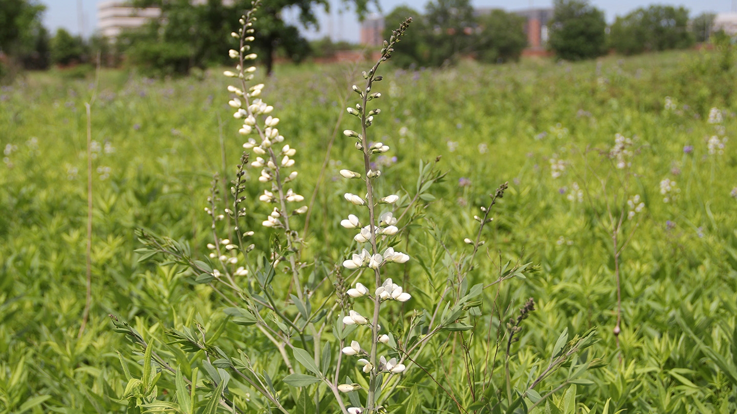 white wild indigo (Baptisia alba) flowers