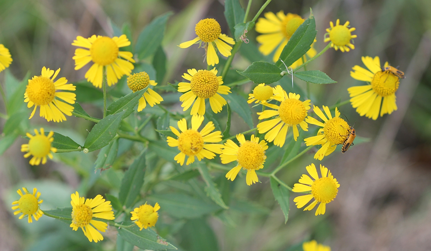 BNYellowSneezeweed.JPG