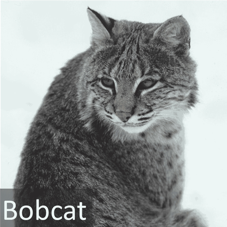 Bobcat