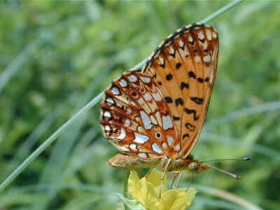boloria butterfly