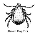 brown dog tick