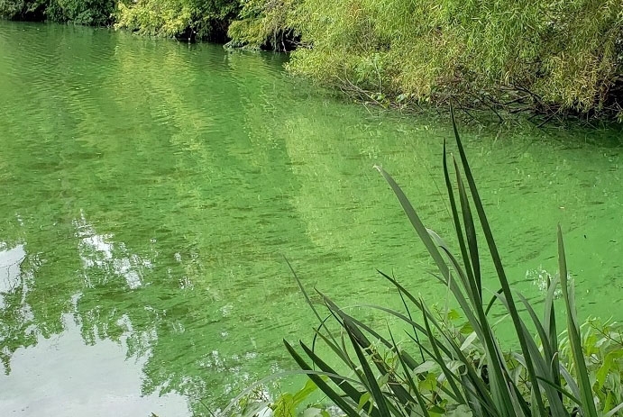 Cyanobacteria Bloom