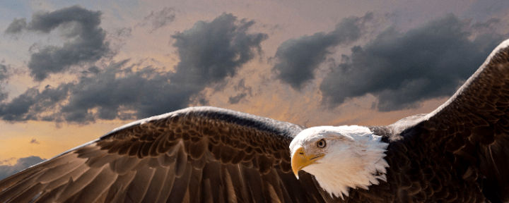 Image of Bald Eagle using Browser PNG Library on Squoosh