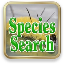 Species Search button