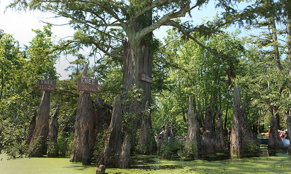 Cache River State Natural Area