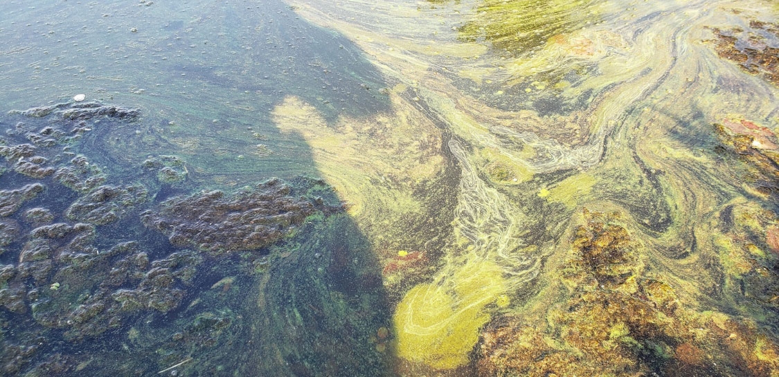 2012 Blue-Green Algae Bloom