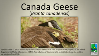 Canada goose food clearance web