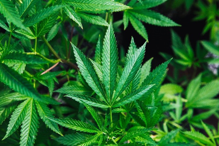 Cannabis Plant Picture