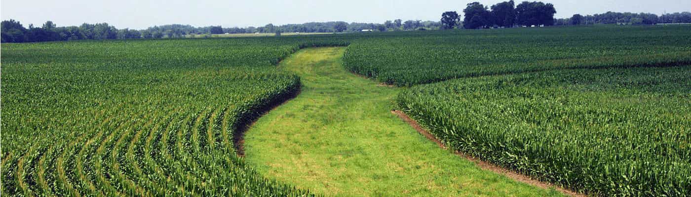 Field of corn