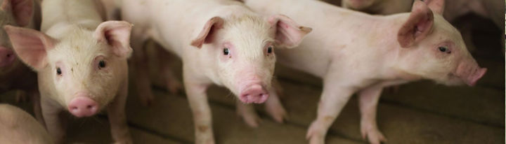 Animal Health and Welfare