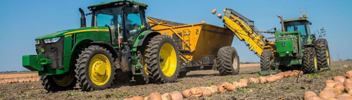  Pumkin Harvesting near Morton Illinois