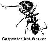 Carpenter Ant