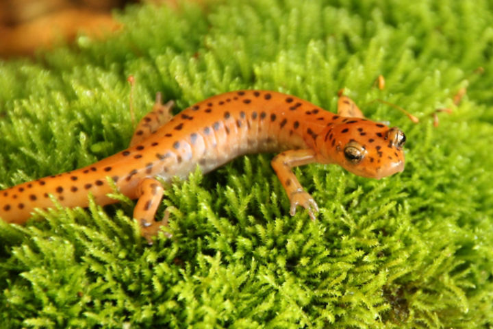 salamander