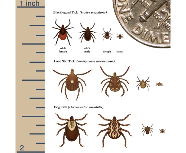 cdc-ticksizecomparison