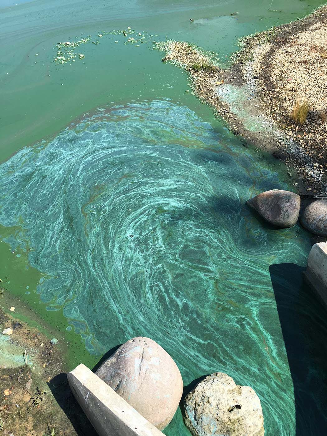 Blue-Green Algae Bloom