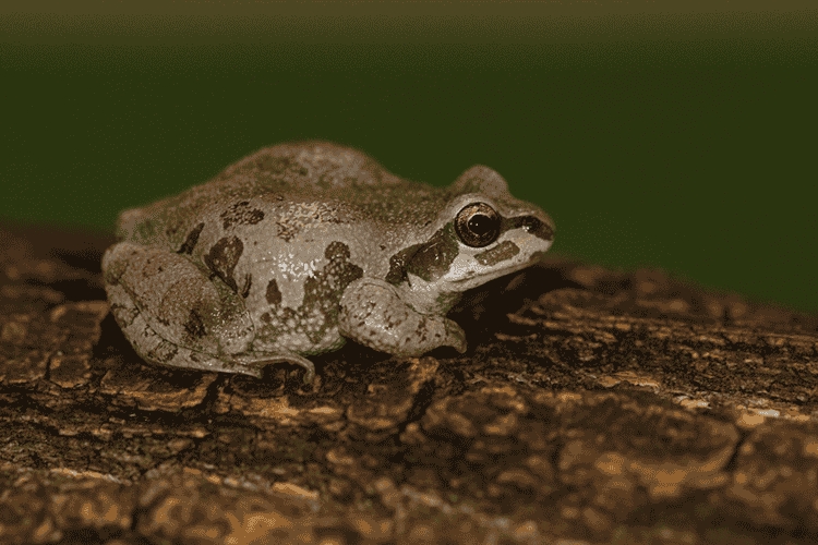 Chorus Frog.png