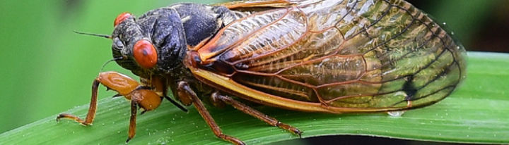 17 year Cicada